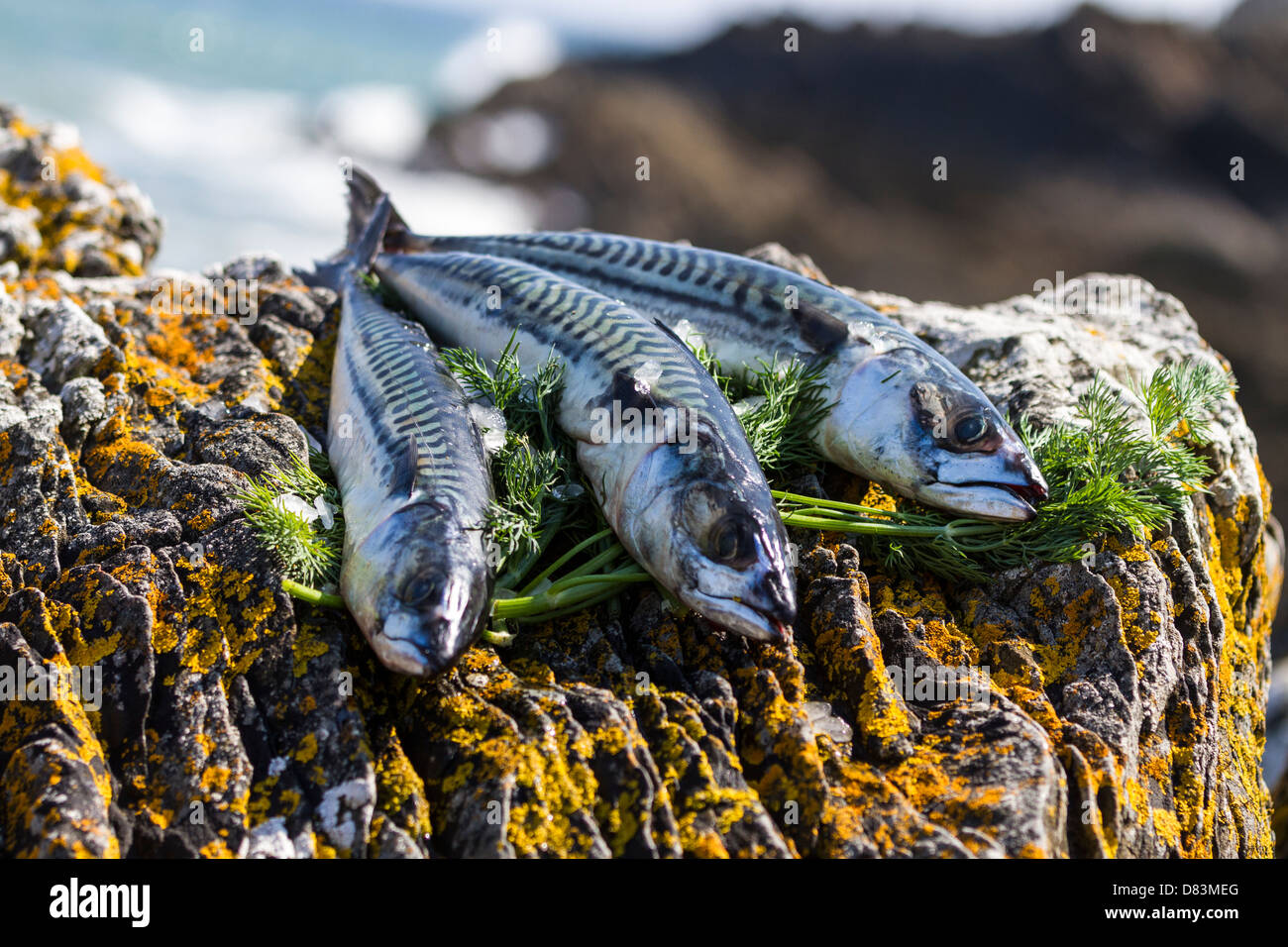 Mackerel and dill on rocks by the sea Stock Photo