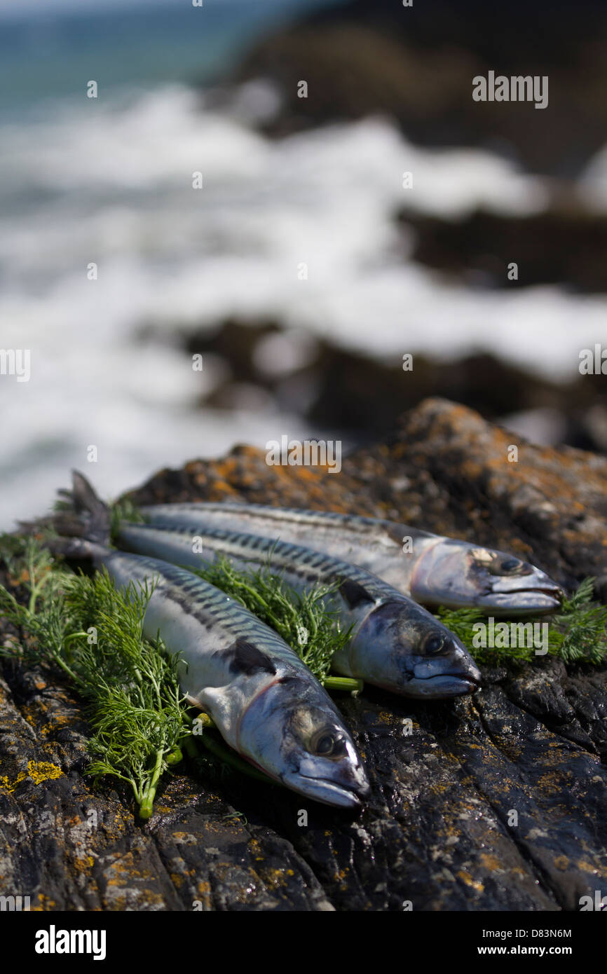 Mackerel and dill on rocks by the sea Stock Photo