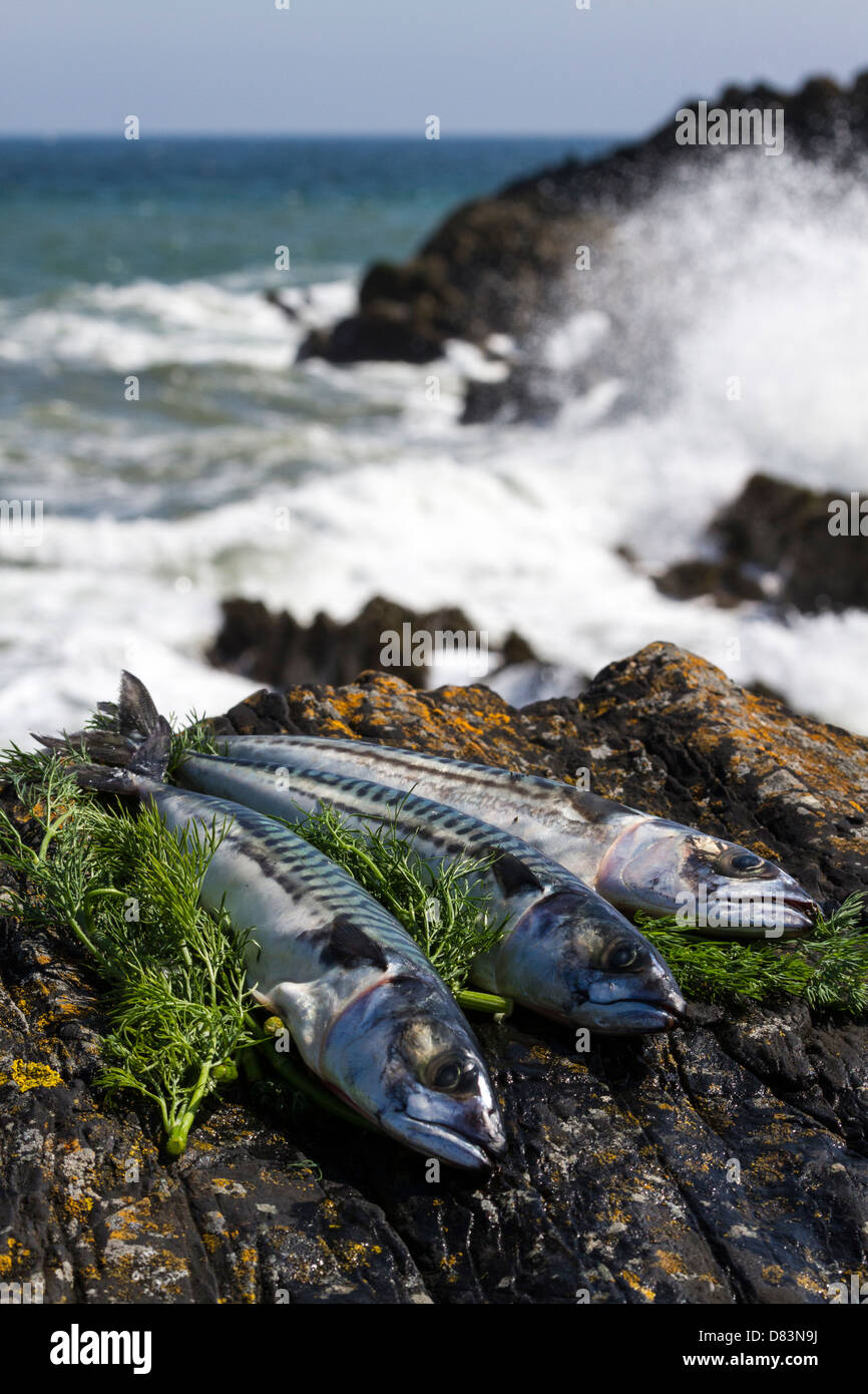 Mackerel and dill on rocks by the sea Stock Photo