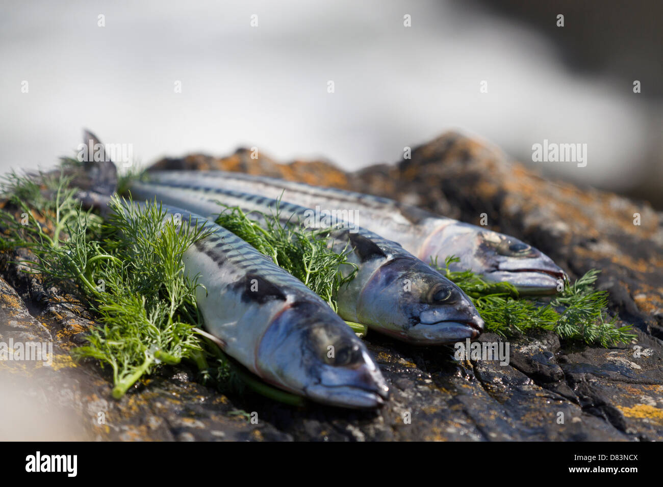 Mackerel and dill on rocks by the sea Stock Photo