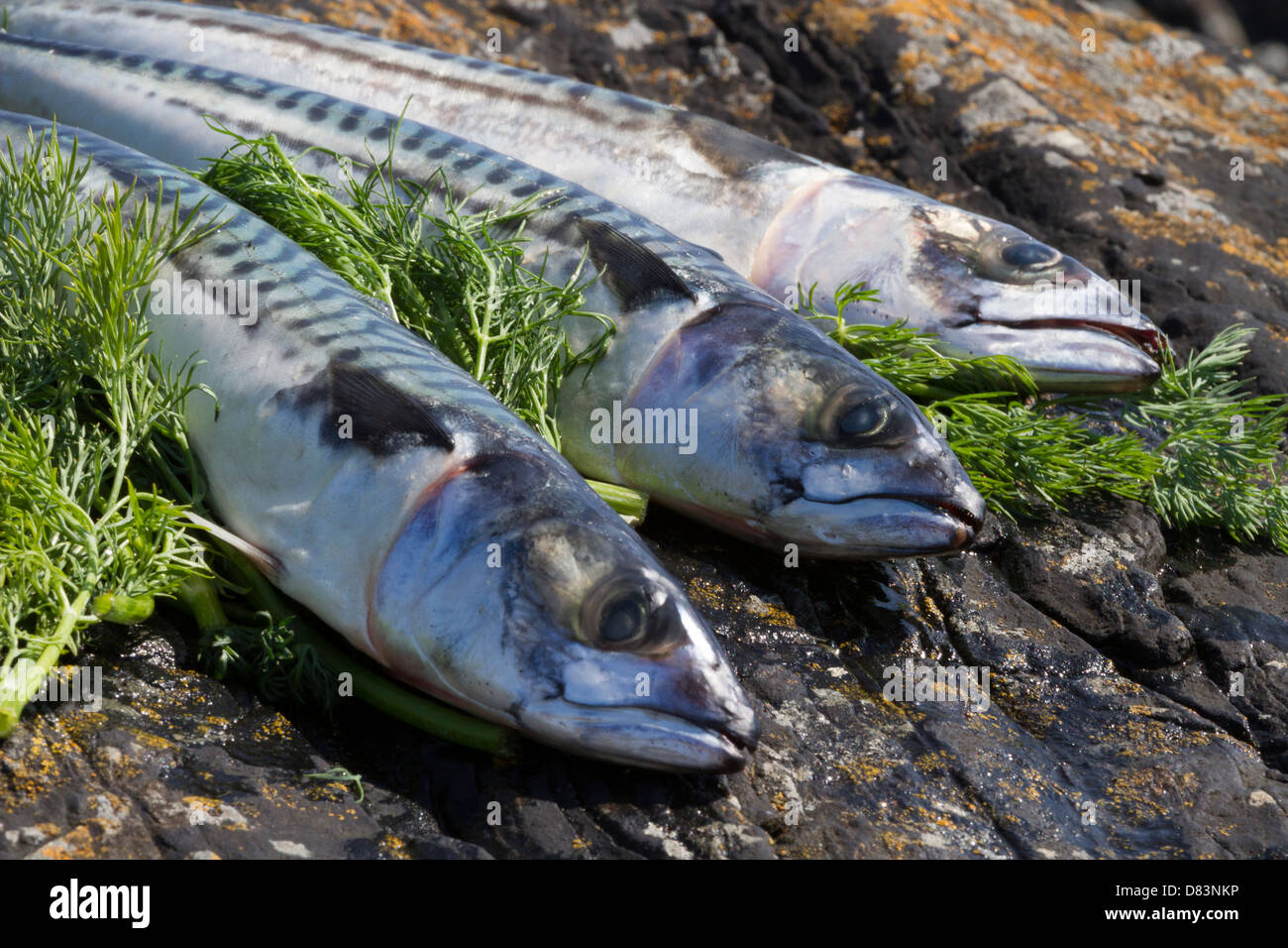 Mackerel and dill on rocks by the sea Stock Photo