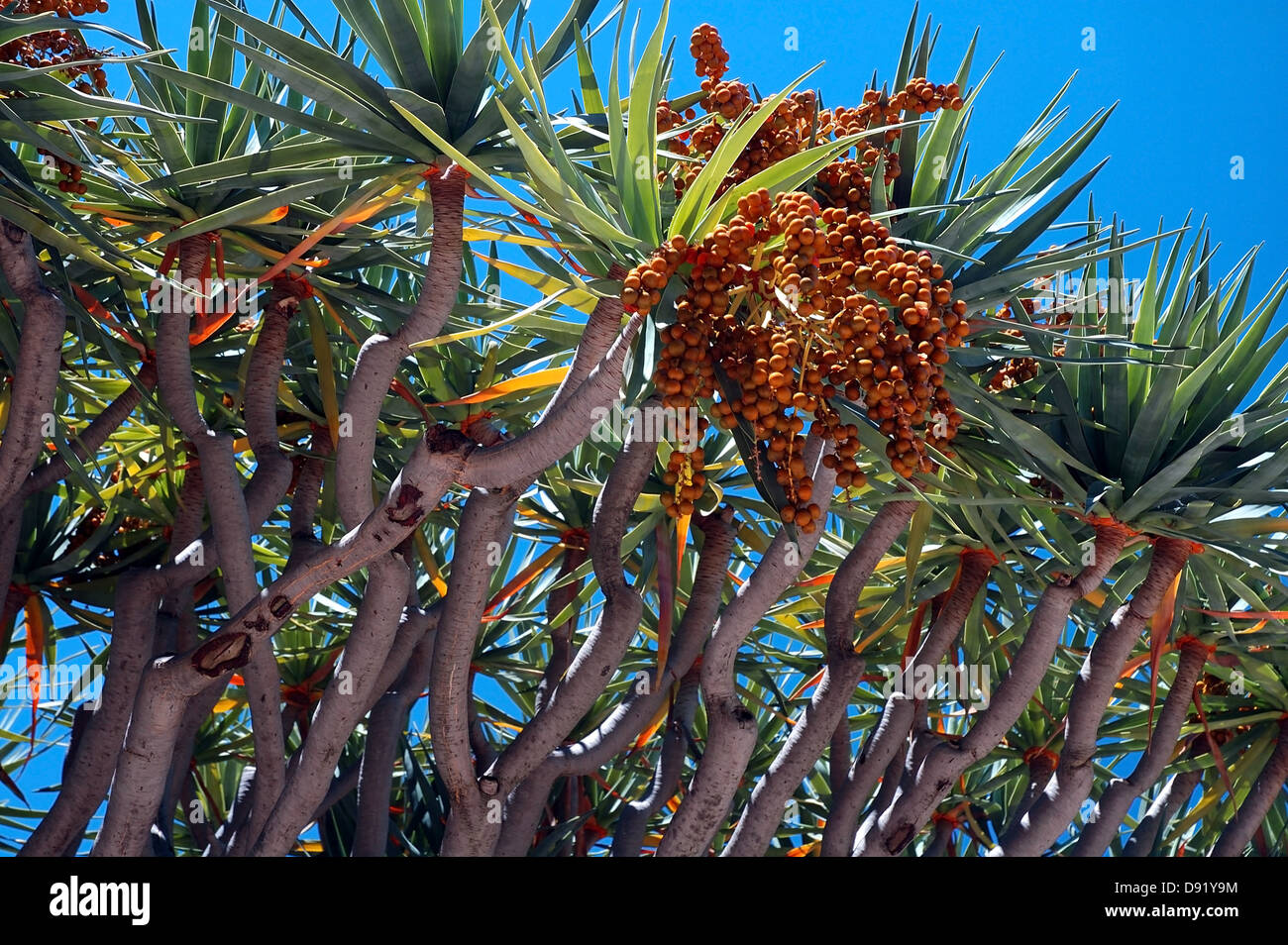 Dragon's blood tree (Dracaena draco) with orange berries, sap of which was used by ancient Egyptians in embalming fluid Stock Photo