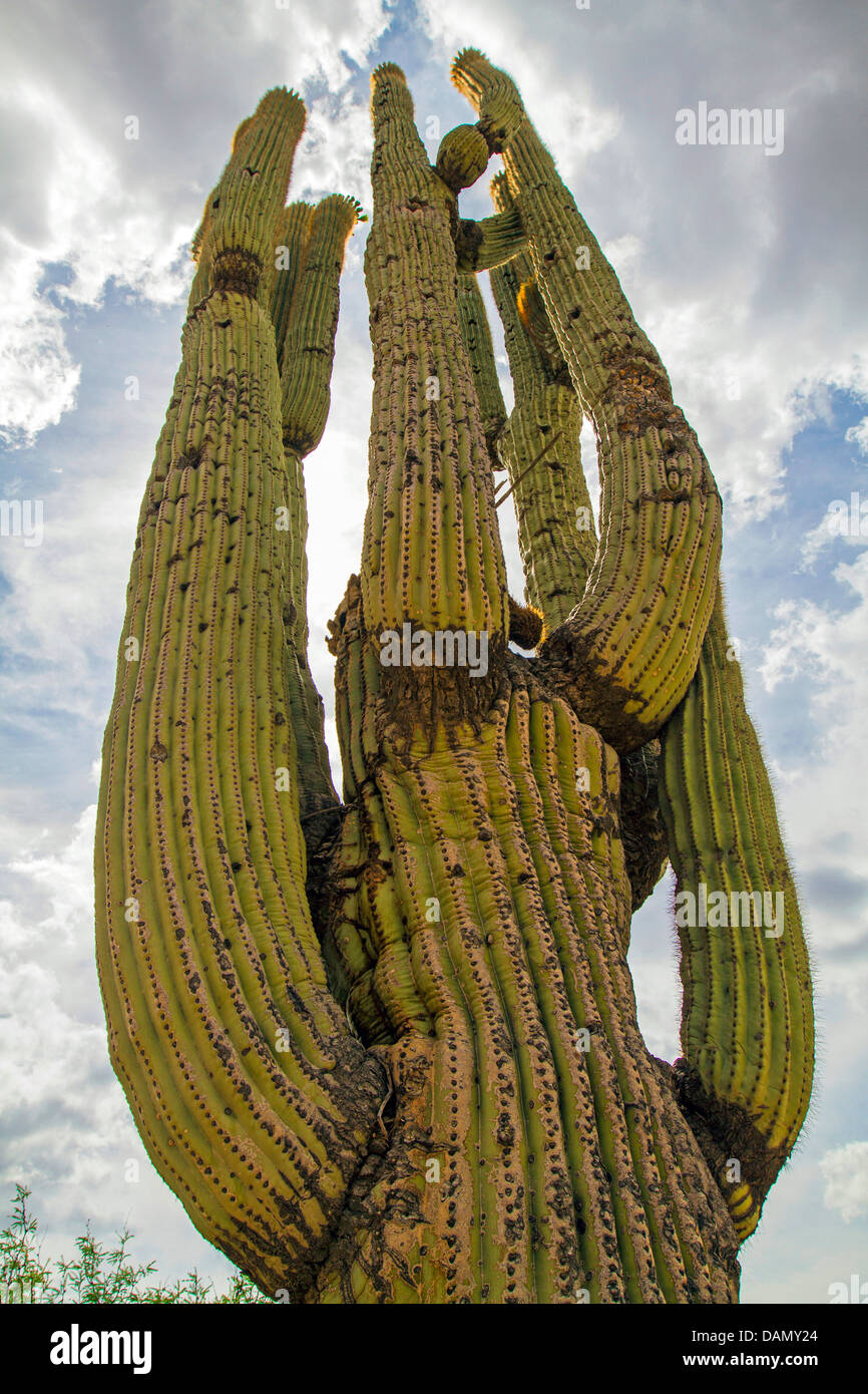 saguaro cactus (Carnegiea gigantea, Cereus giganteus), 200 years old individual, USA, Arizona, Phoenix Stock Photo