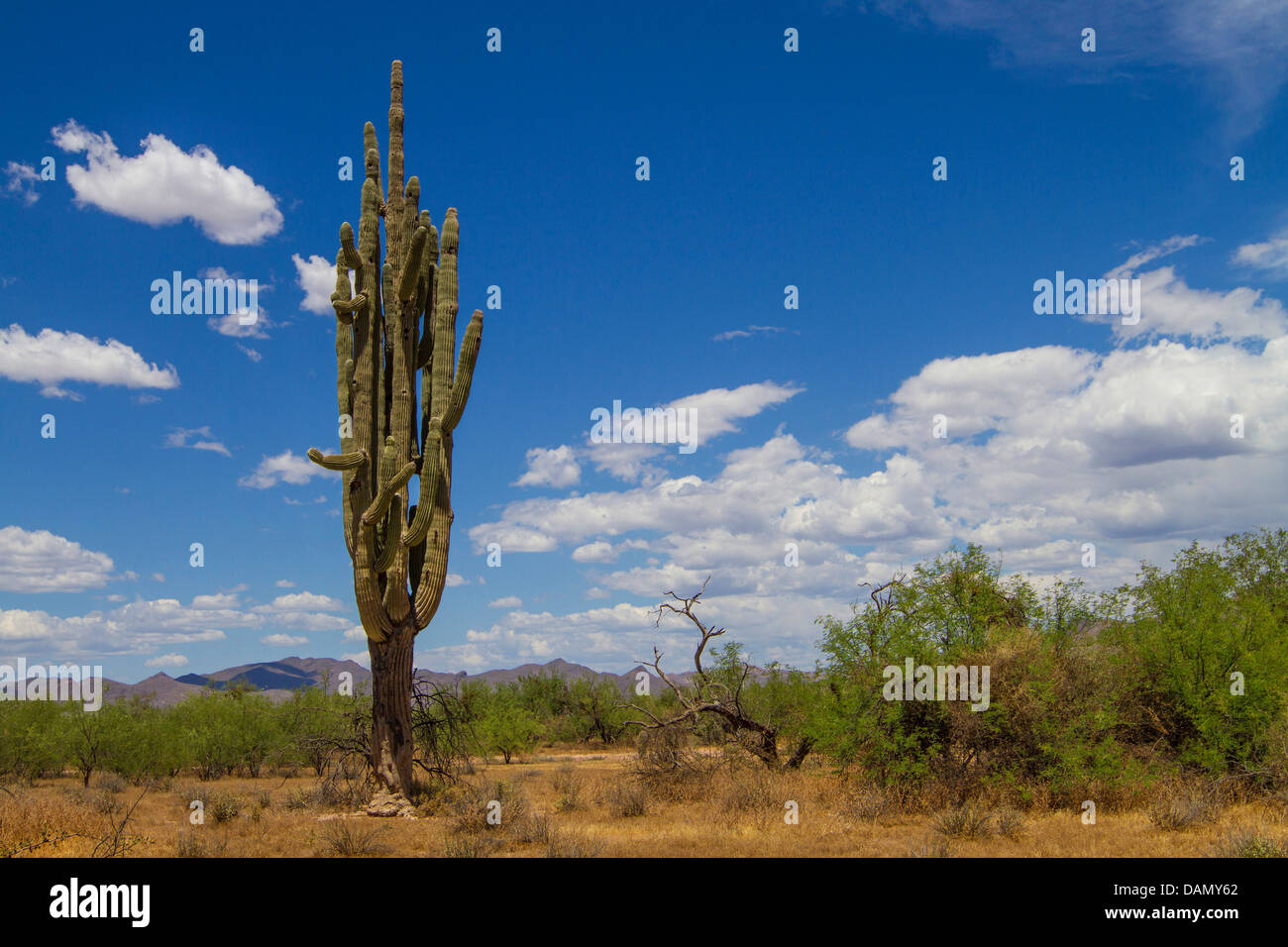 saguaro cactus (Carnegiea gigantea, Cereus giganteus), 200 years old individual, USA, Arizona, Phoenix Stock Photo