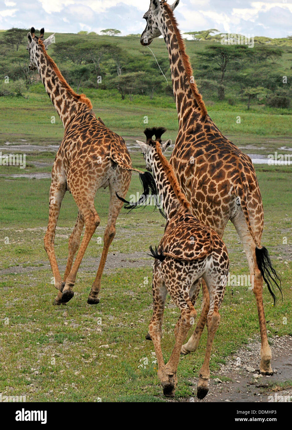 Giraffes fleeing Tanzania Collection Stock Photo