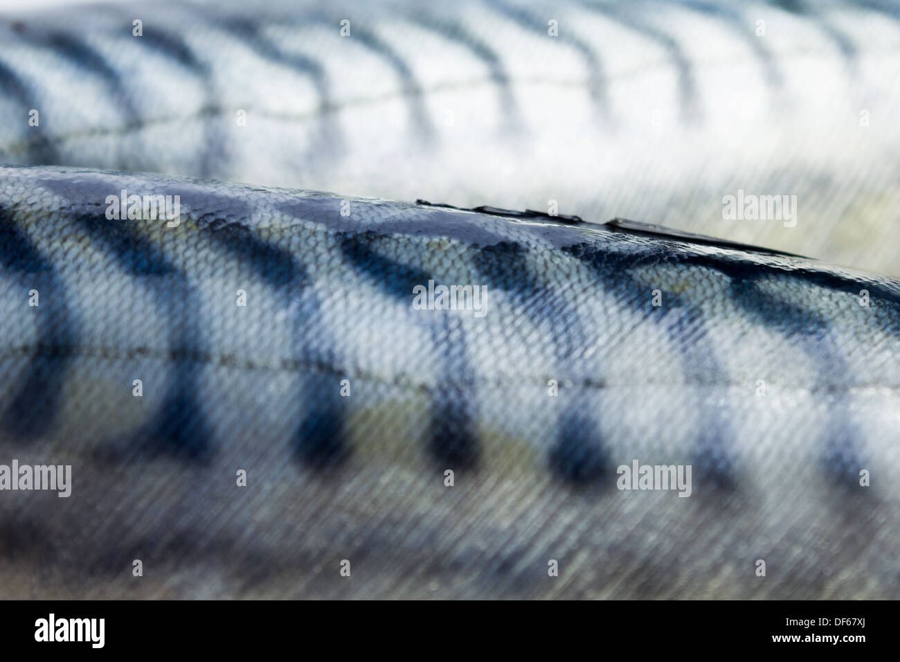 Close up on two mackerel Stock Photo