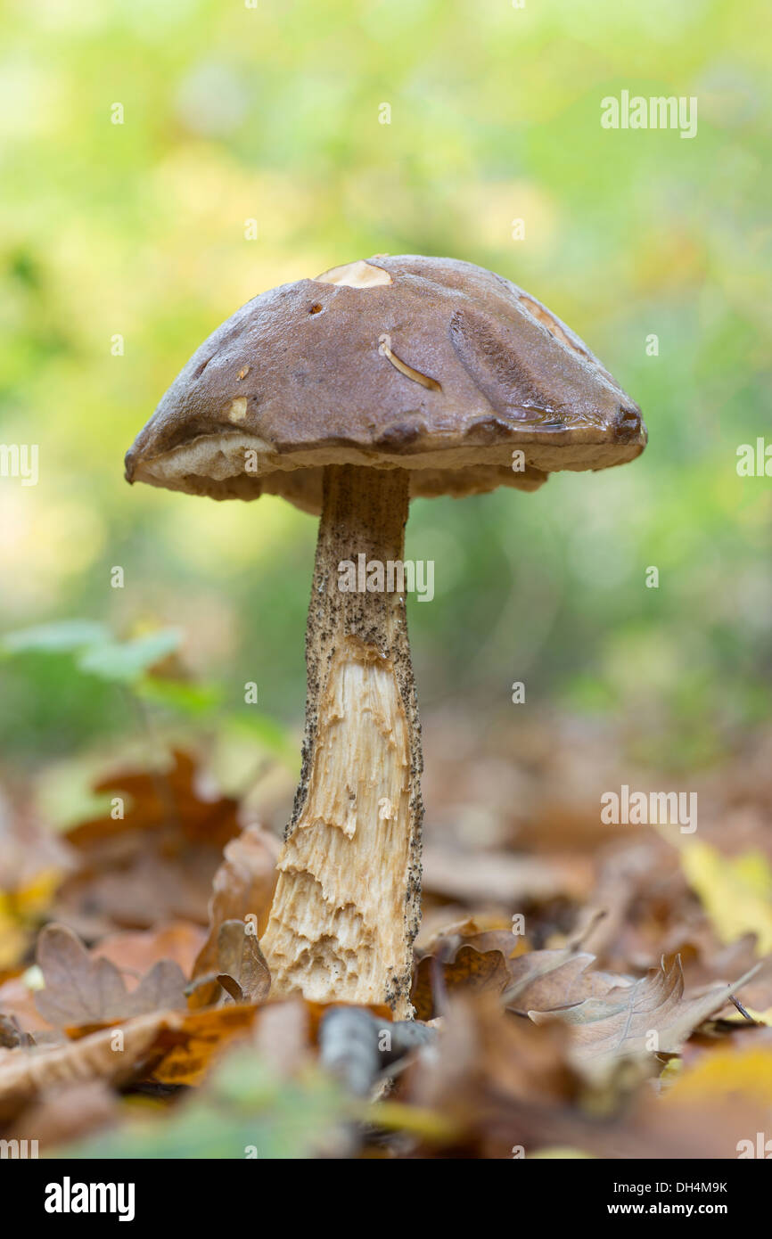 autumn mushroom Stock Photo