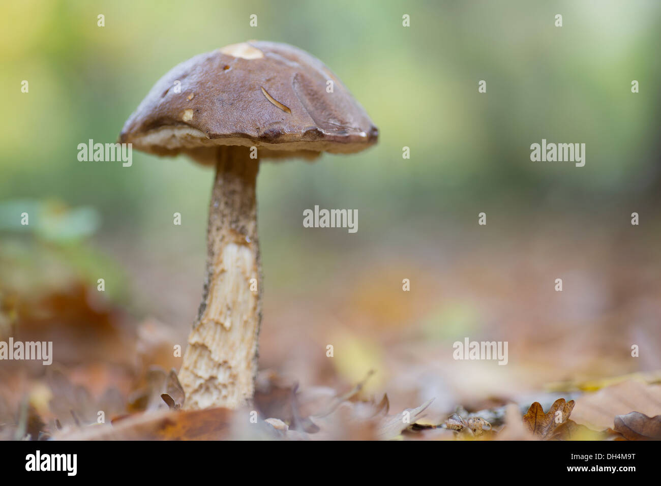 autumn mushroom Stock Photo