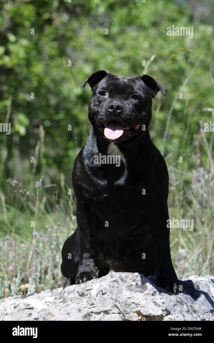 dog Staffordshire Bull Terrier / Staffie  adult sitting on a rock Stock Photo