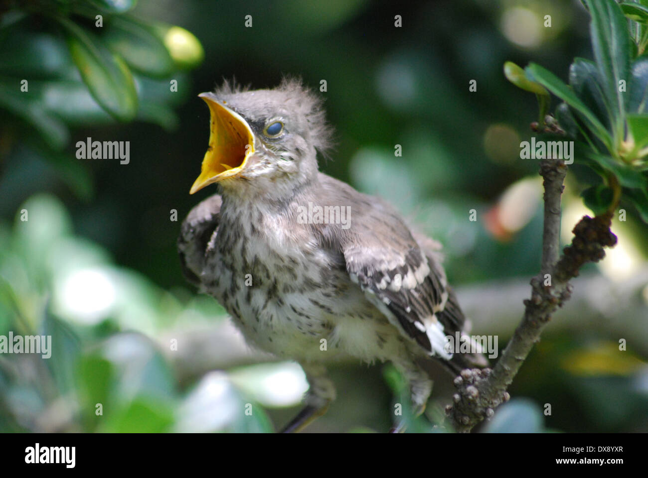 Young Northern Mockingbird Stock Photo