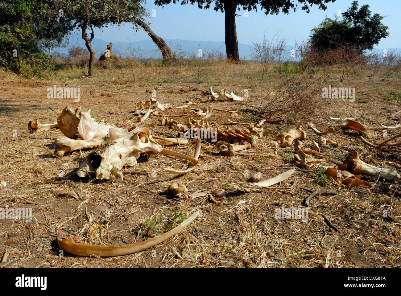 Hippopotamus skeleton next to the Zambezi River, Mana Pools National Park, Zimbabwe. Stock Photo