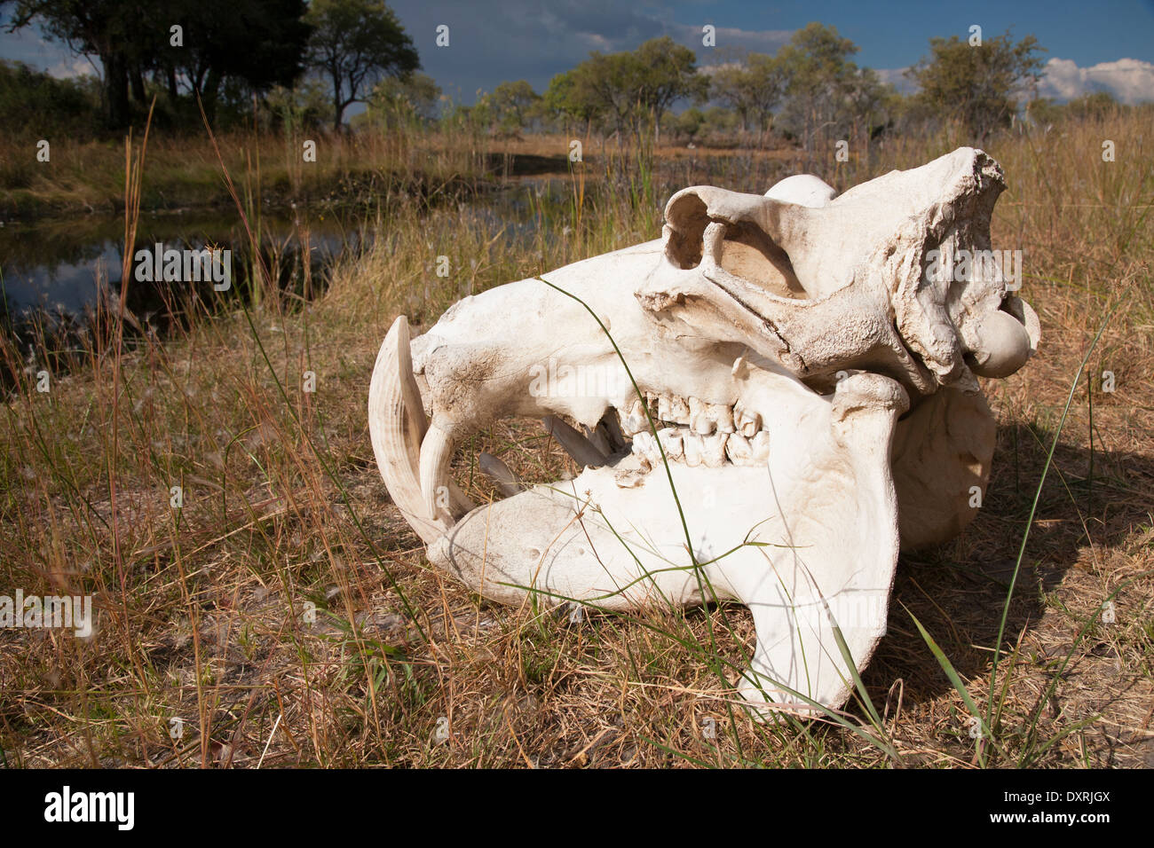 Hippo skul Stock Photo