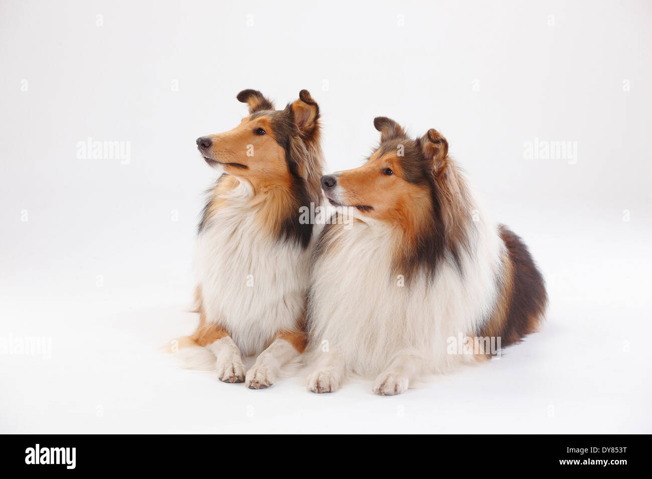 Rough Collies, pair Stock Photo