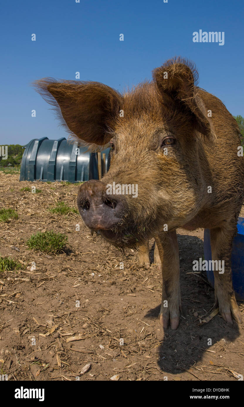 Pig with sty behind. Stock Photo