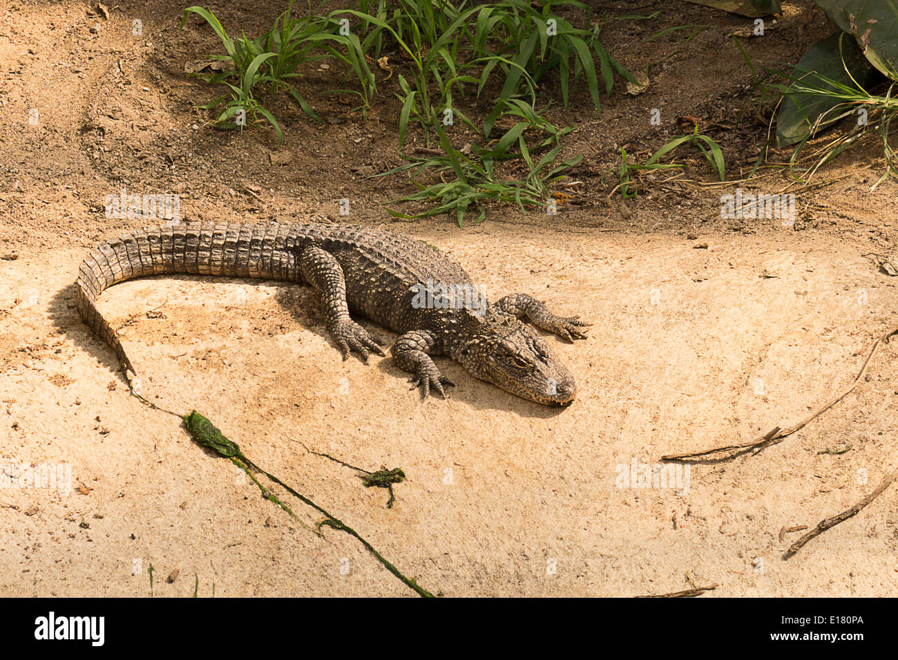 Chinese alligator Stock Photo