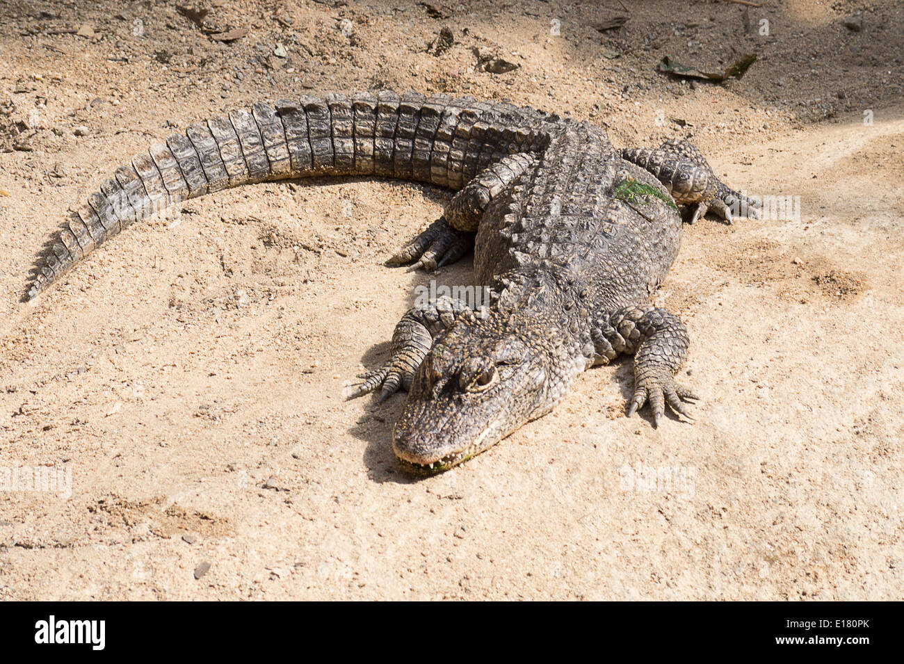 Chinese alligator Stock Photo