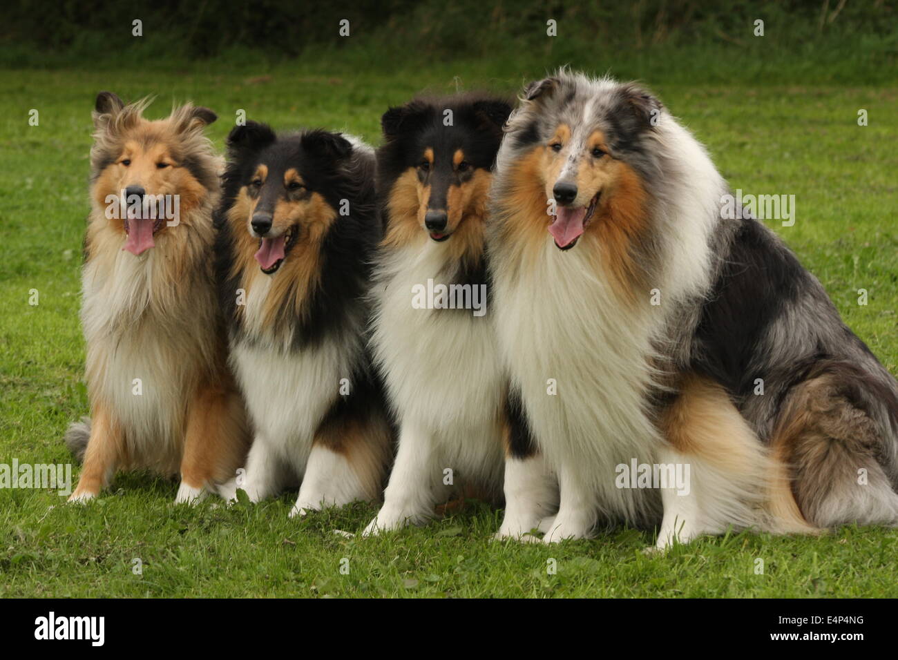 rough collies Stock Photo