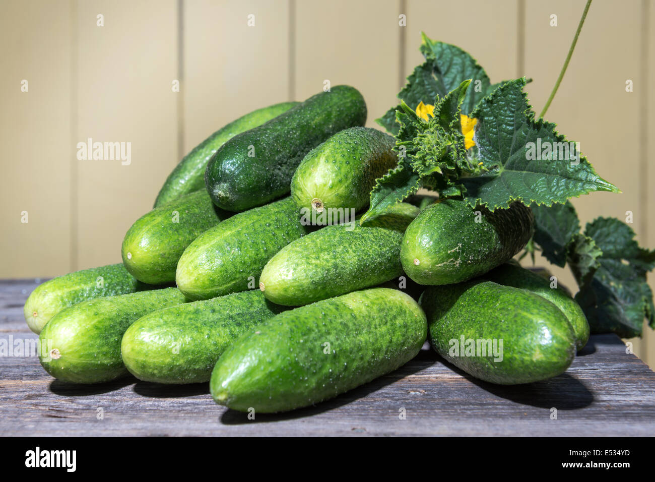 Fresh collected in the garden cucumbers lie on the old desk Stock Photo