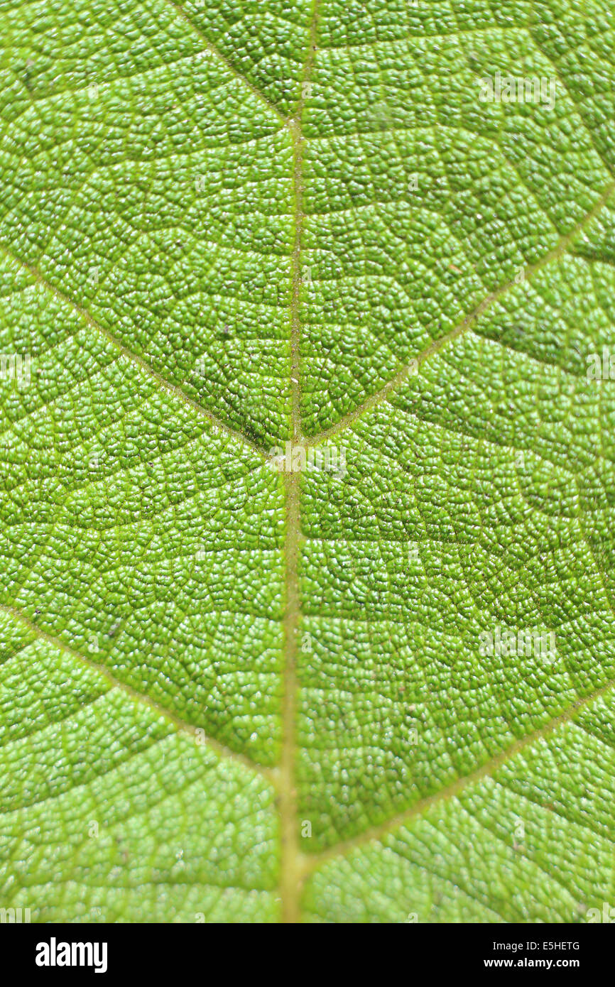 leaf of a plant. Stock Photo