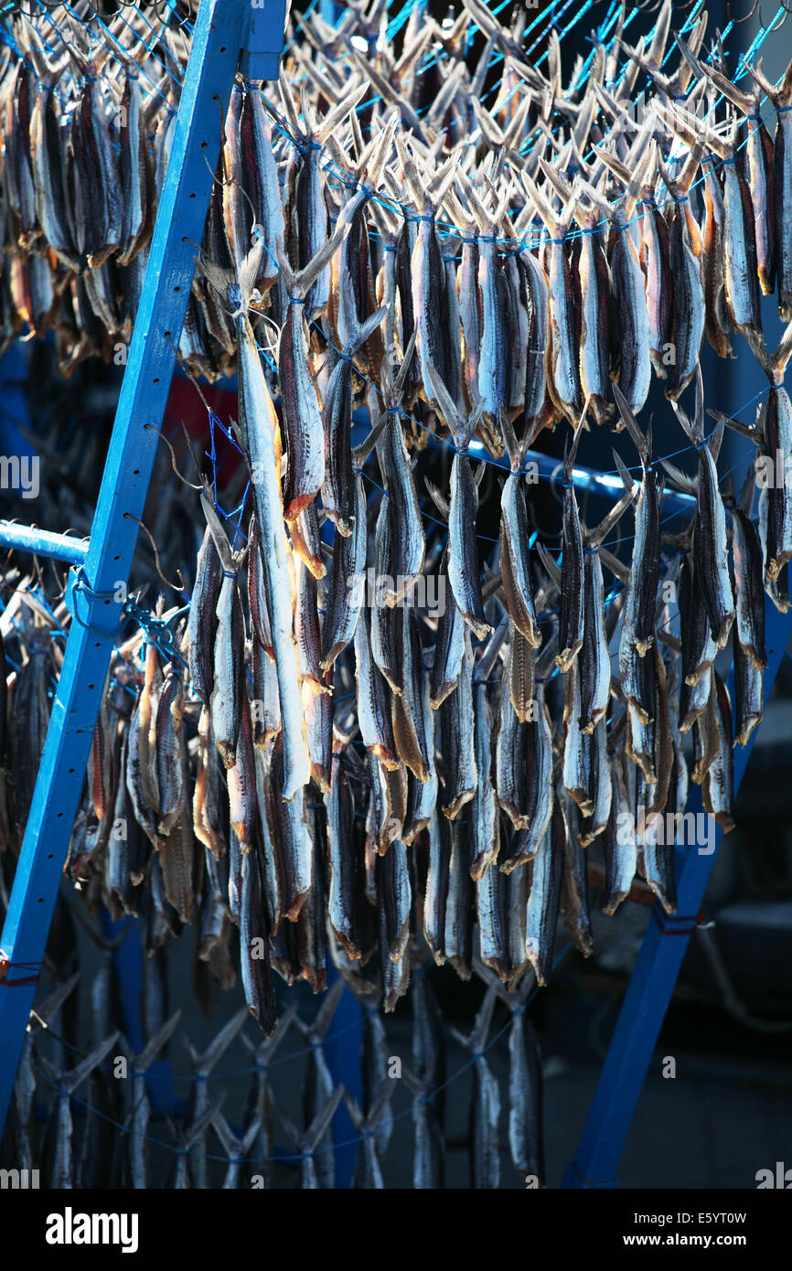 Mackerel fillets hanging out to dry Stock Photo