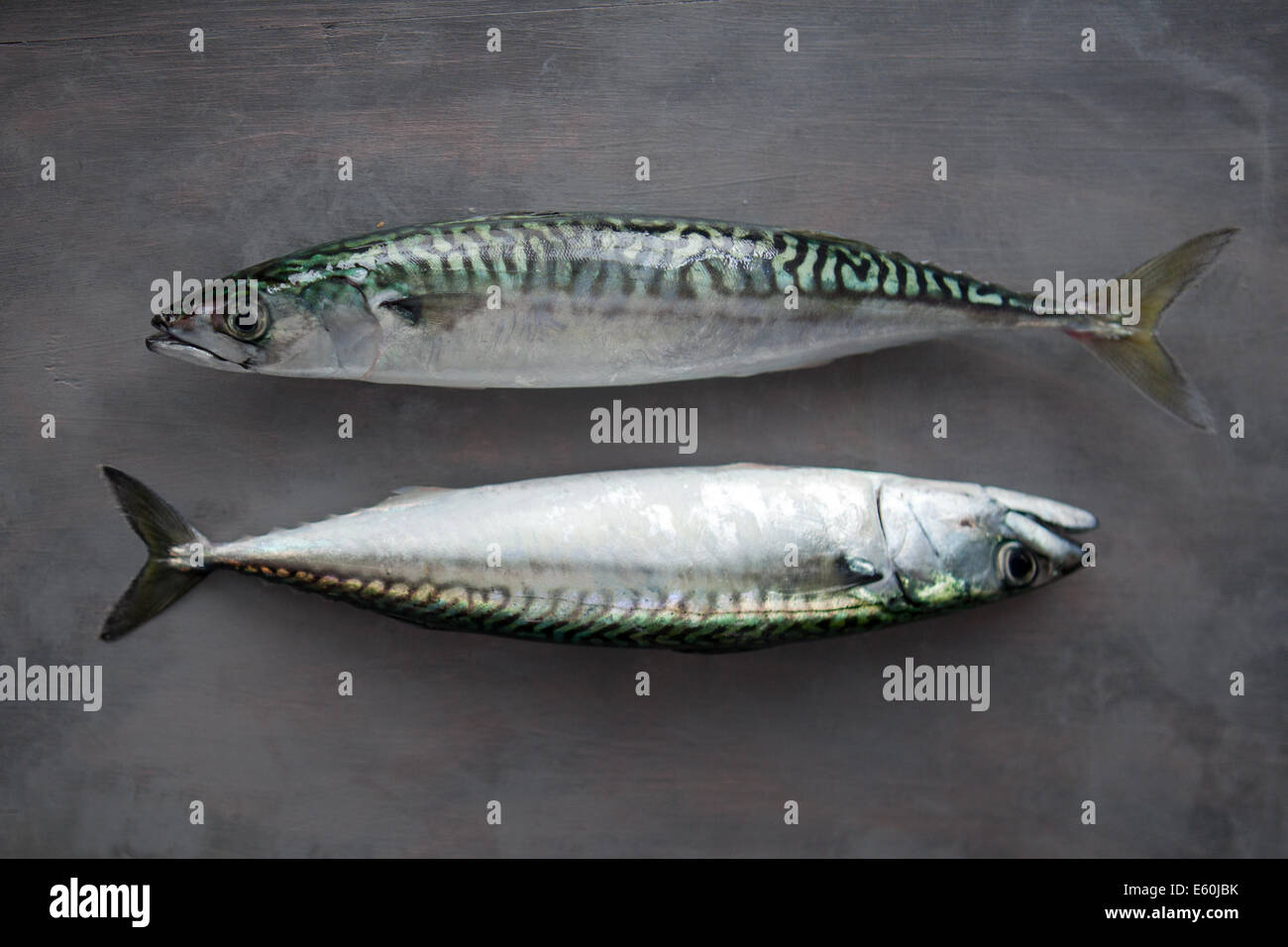 fresh mackerel Stock Photo