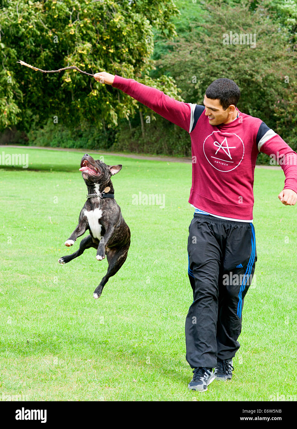 staffie staffy dog plays with a young man and a stick on the grass in a London park. Stock Photo