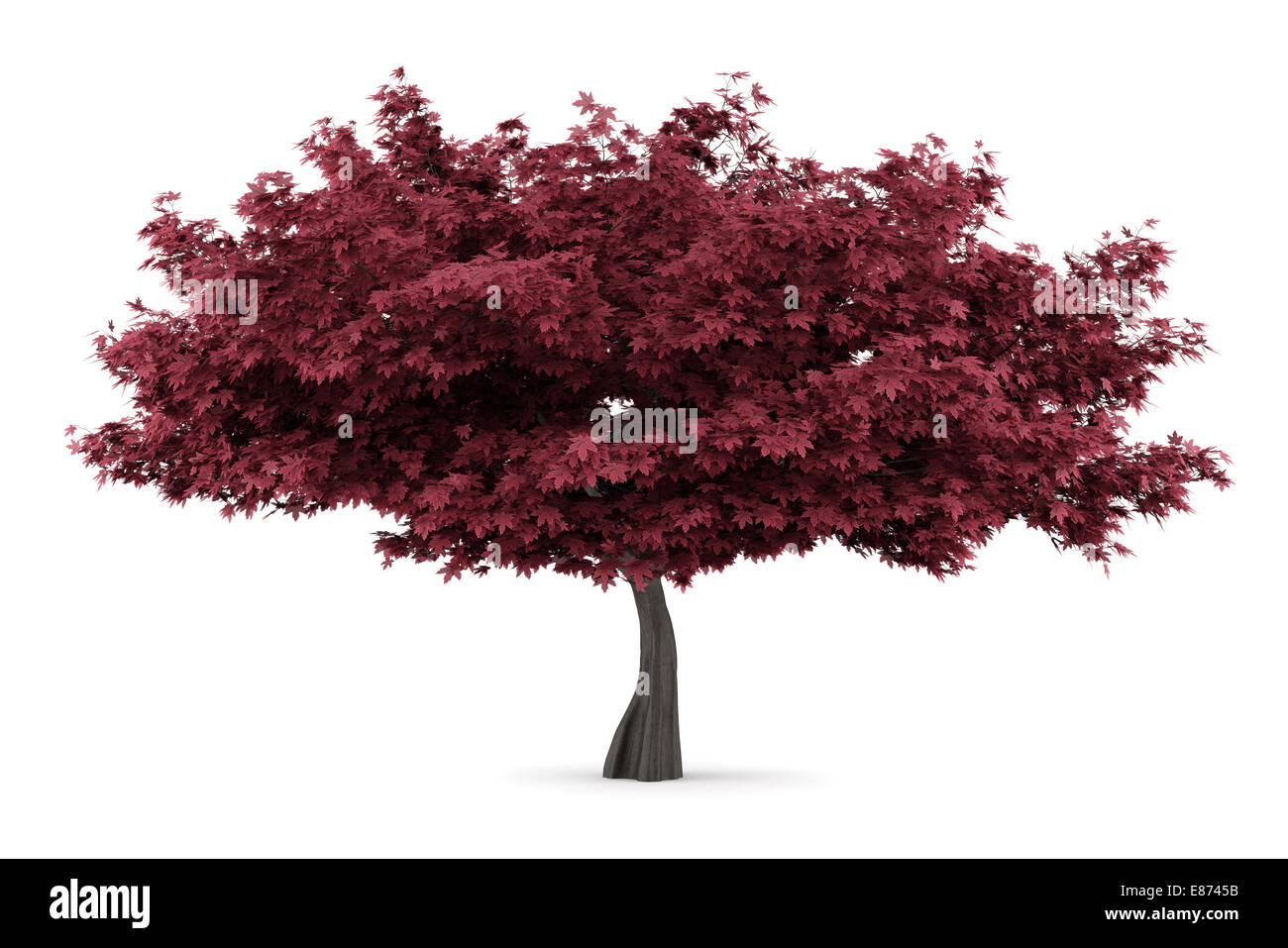 red maple tree isolated on white background Stock Photo