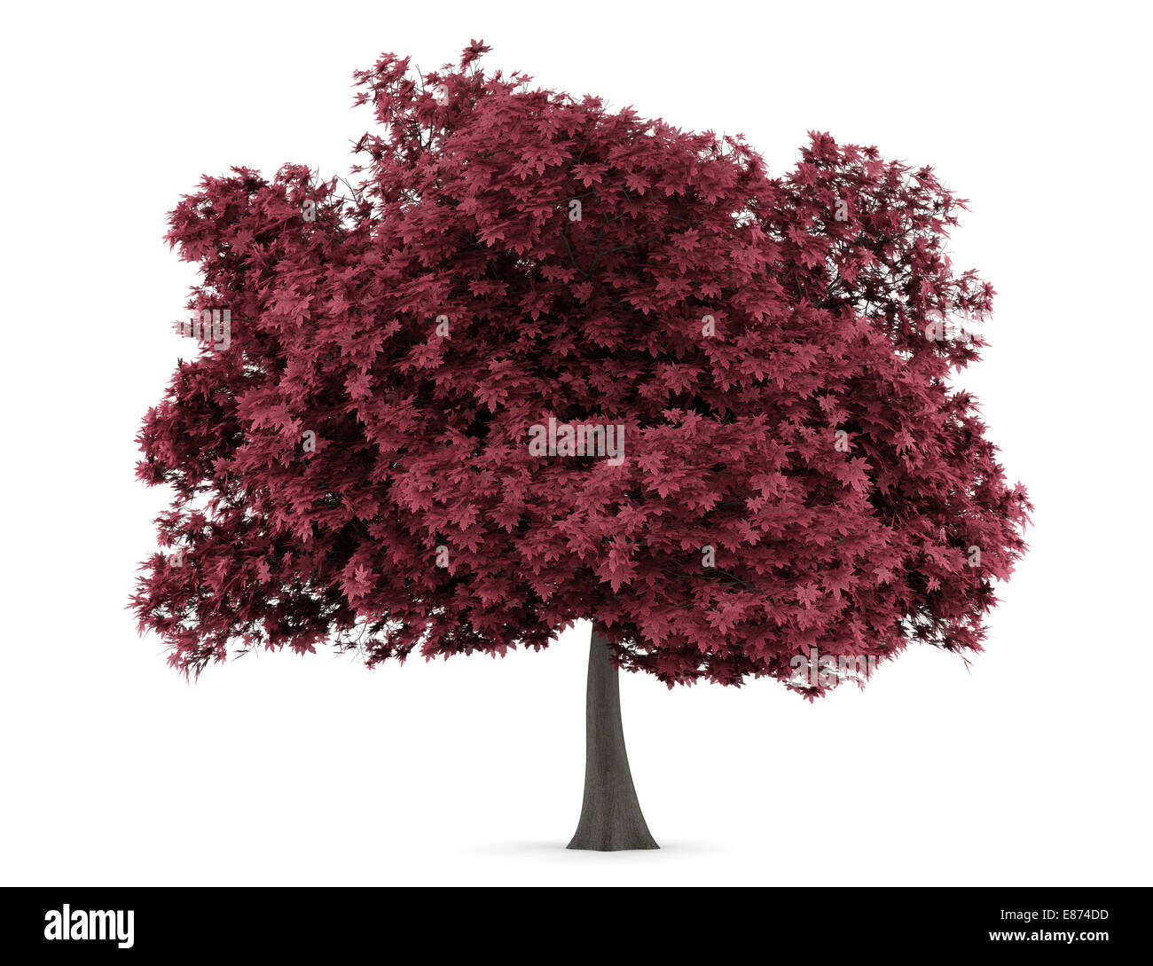 red maple tree isolated on white background Stock Photo