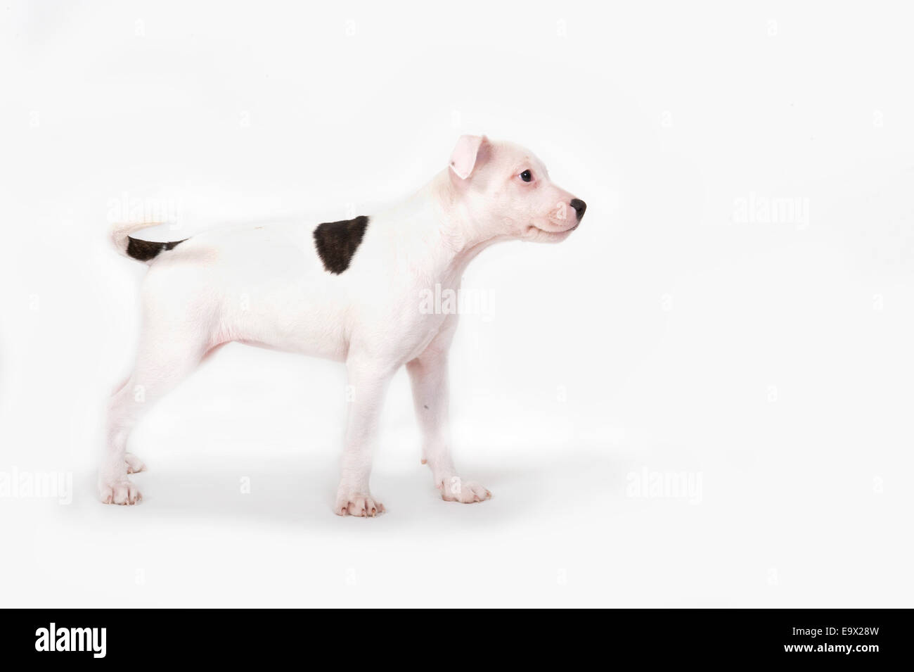 9 week old Staffy Puppy Stock Photo