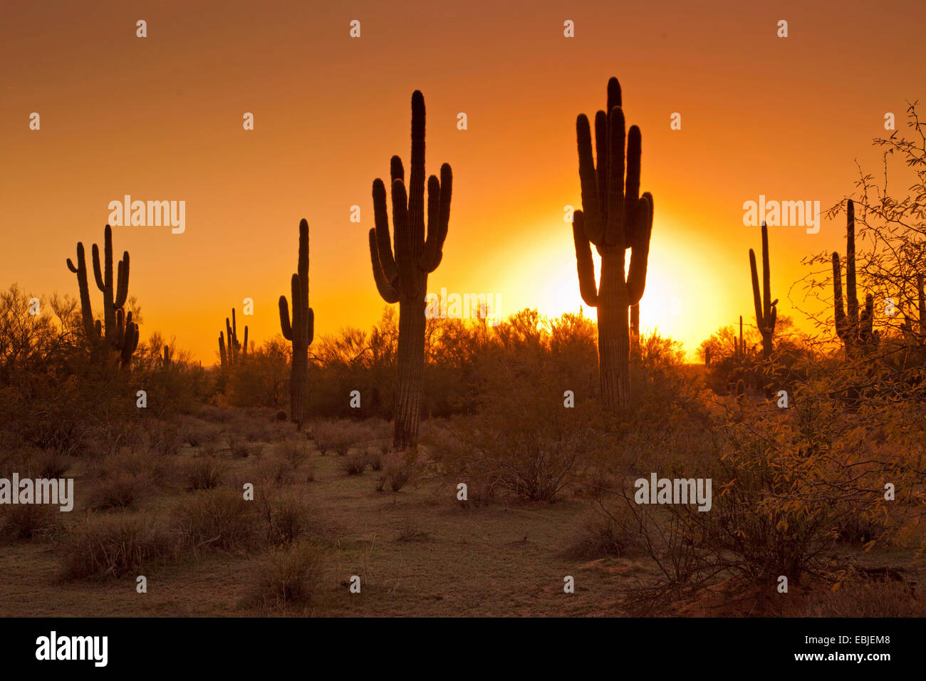 saguaro cactus (Carnegiea gigantea, Cereus giganteus), group at sunset, USA, Arizona, Phoenix Stock Photo