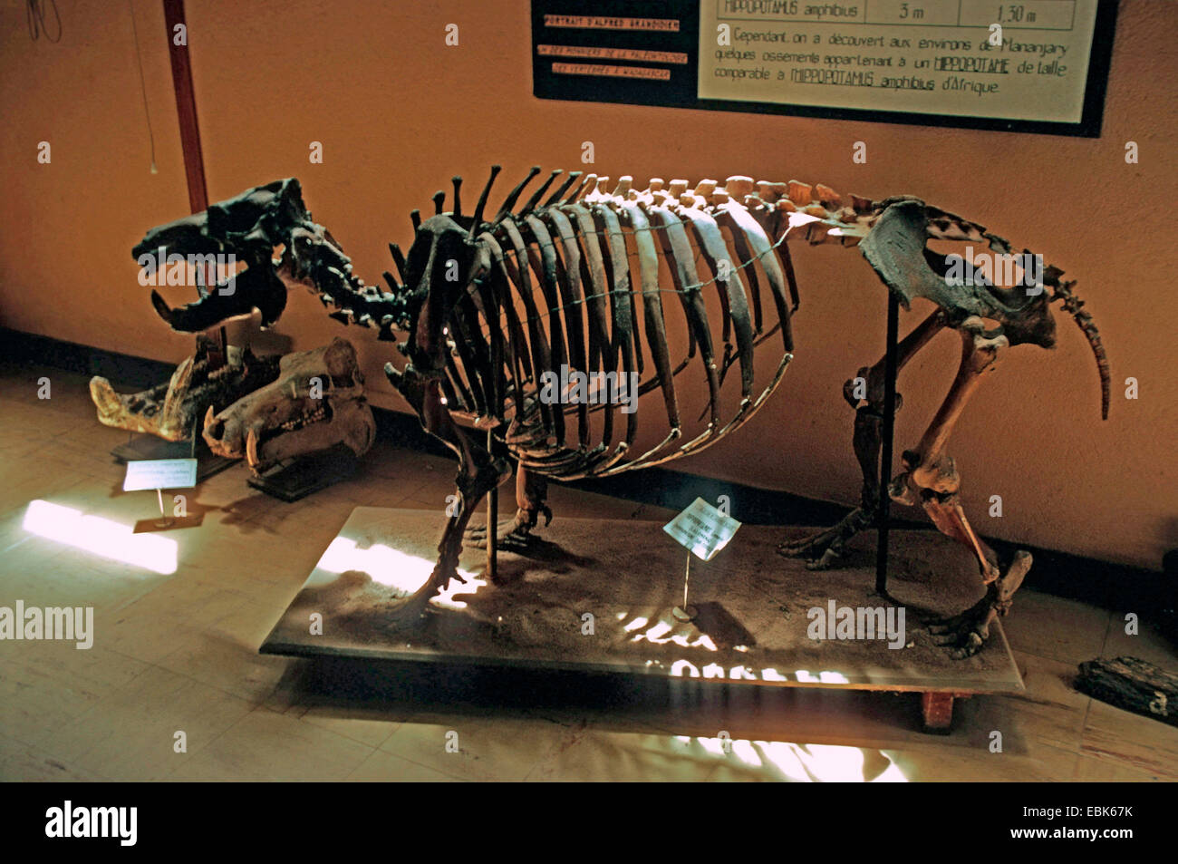 hippopotamus (Hippopotamus spec), subfossil skeleton in a museum, Madagascar Stock Photo