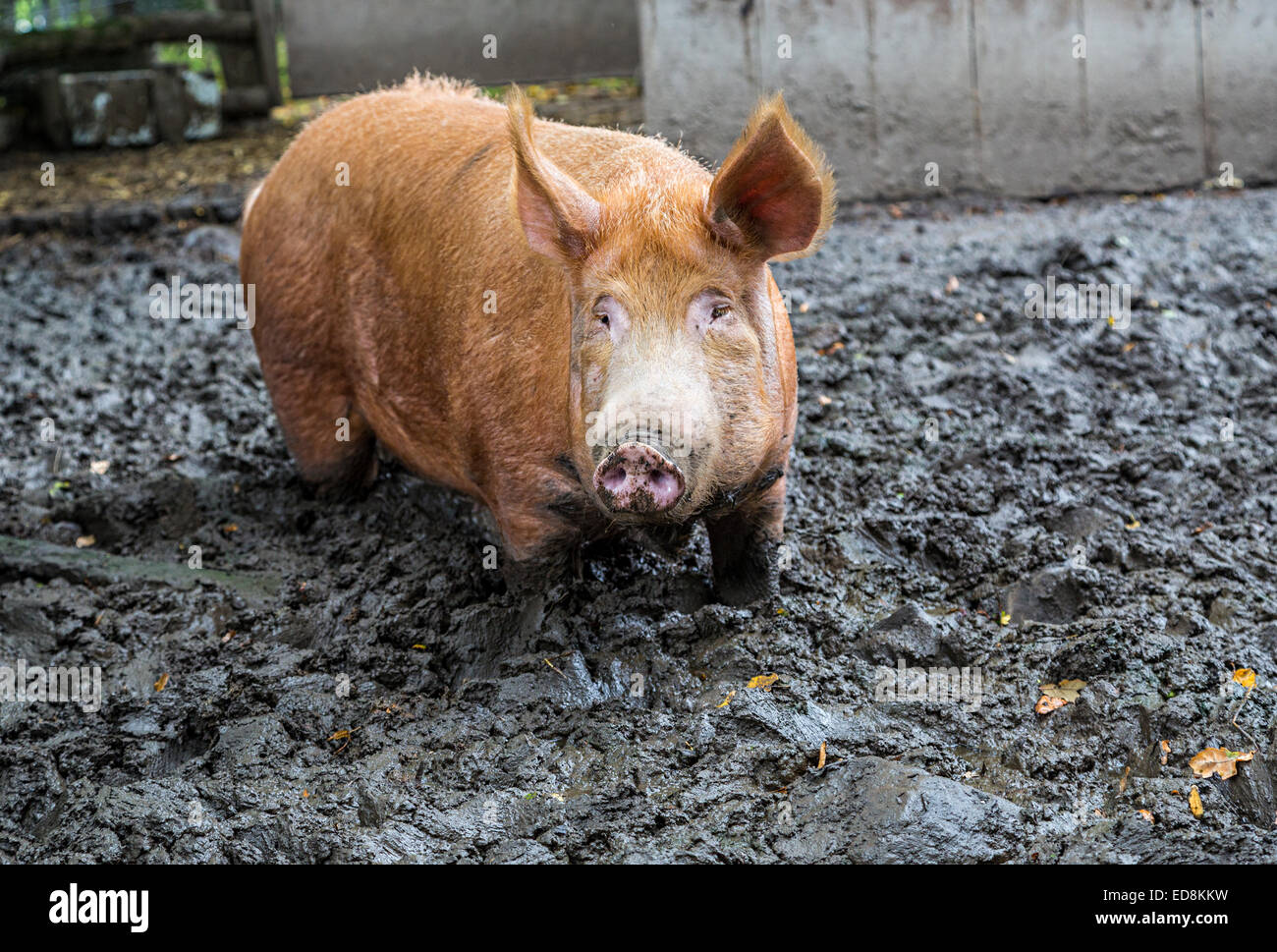 Pig in muddy pigsty UK Stock Photo