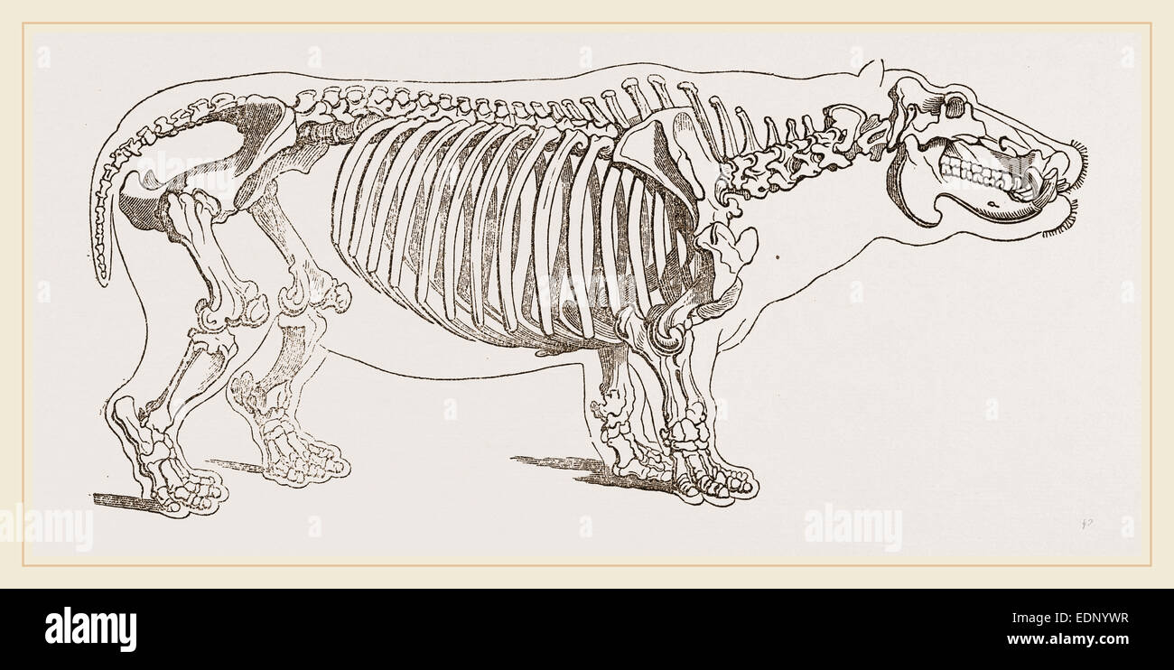 Skeleton of hippopotamus Stock Photo