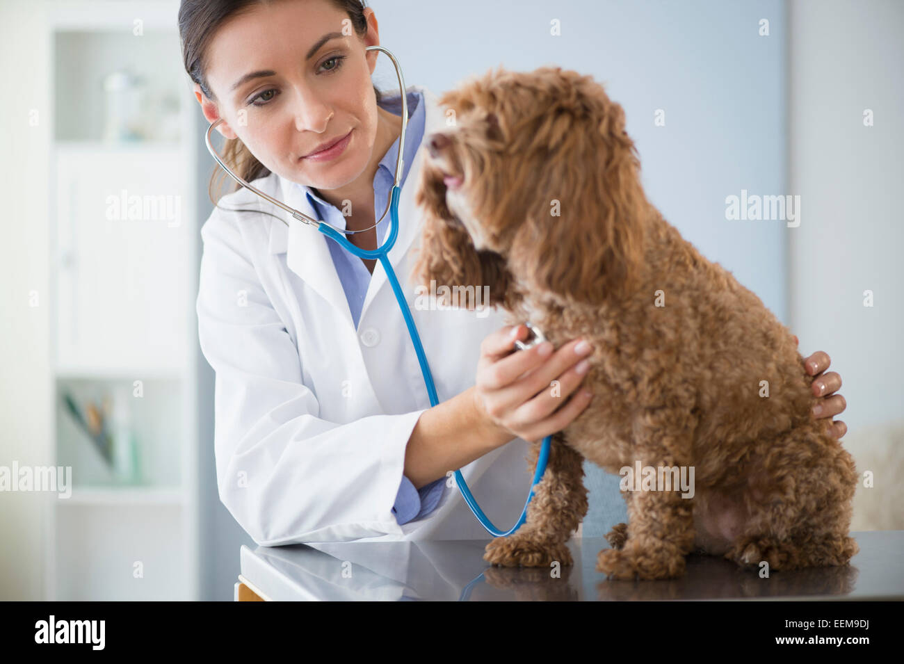 Caucasian veterinarian checking heartbeat of dog Stock Photo