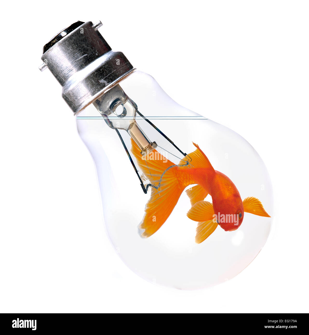 Goldfish swimming in an electric light bulb Stock Photo