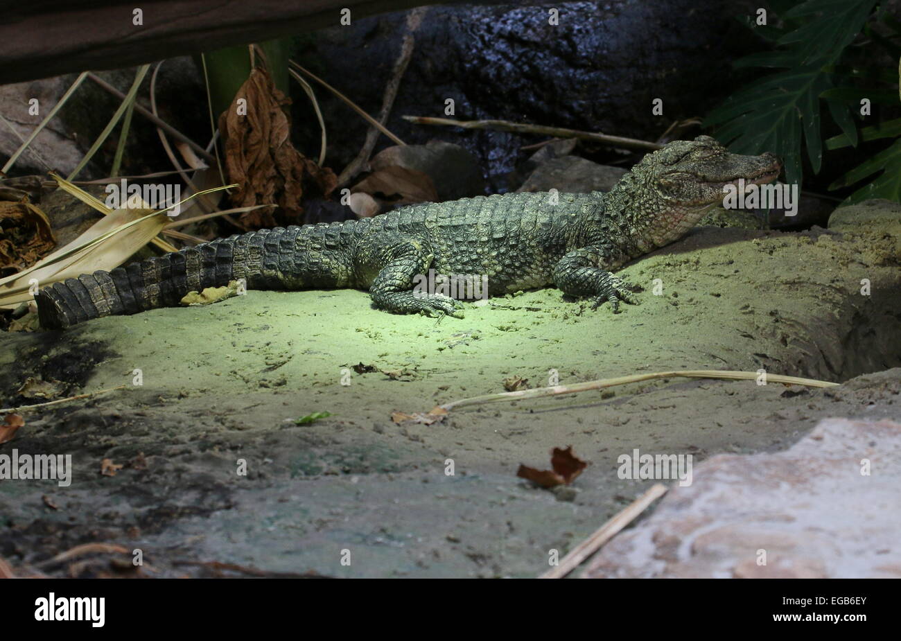 Chinese alligator (Alligator sinensis) Stock Photo