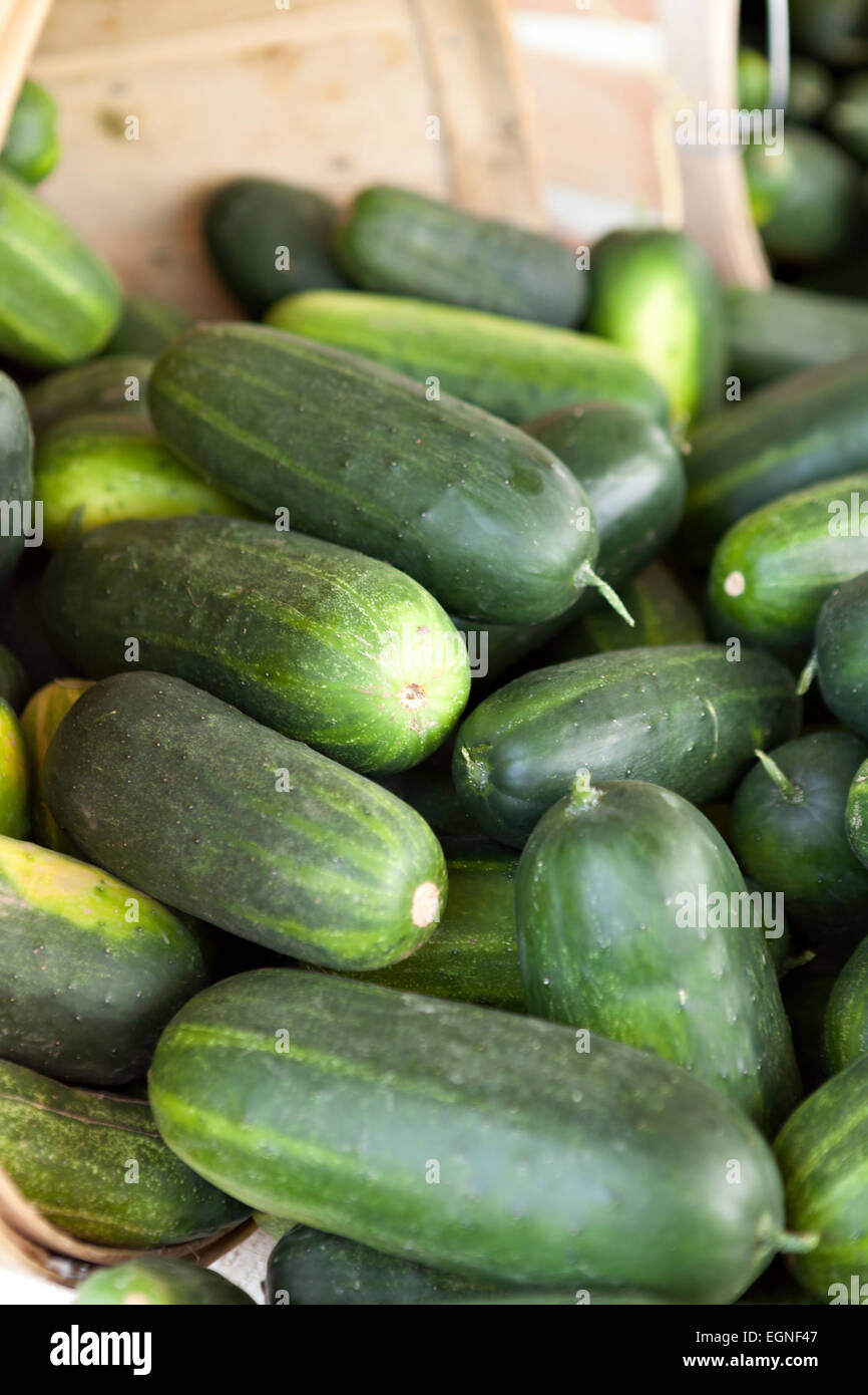 Fresh Green Cucumbers Stock Photo