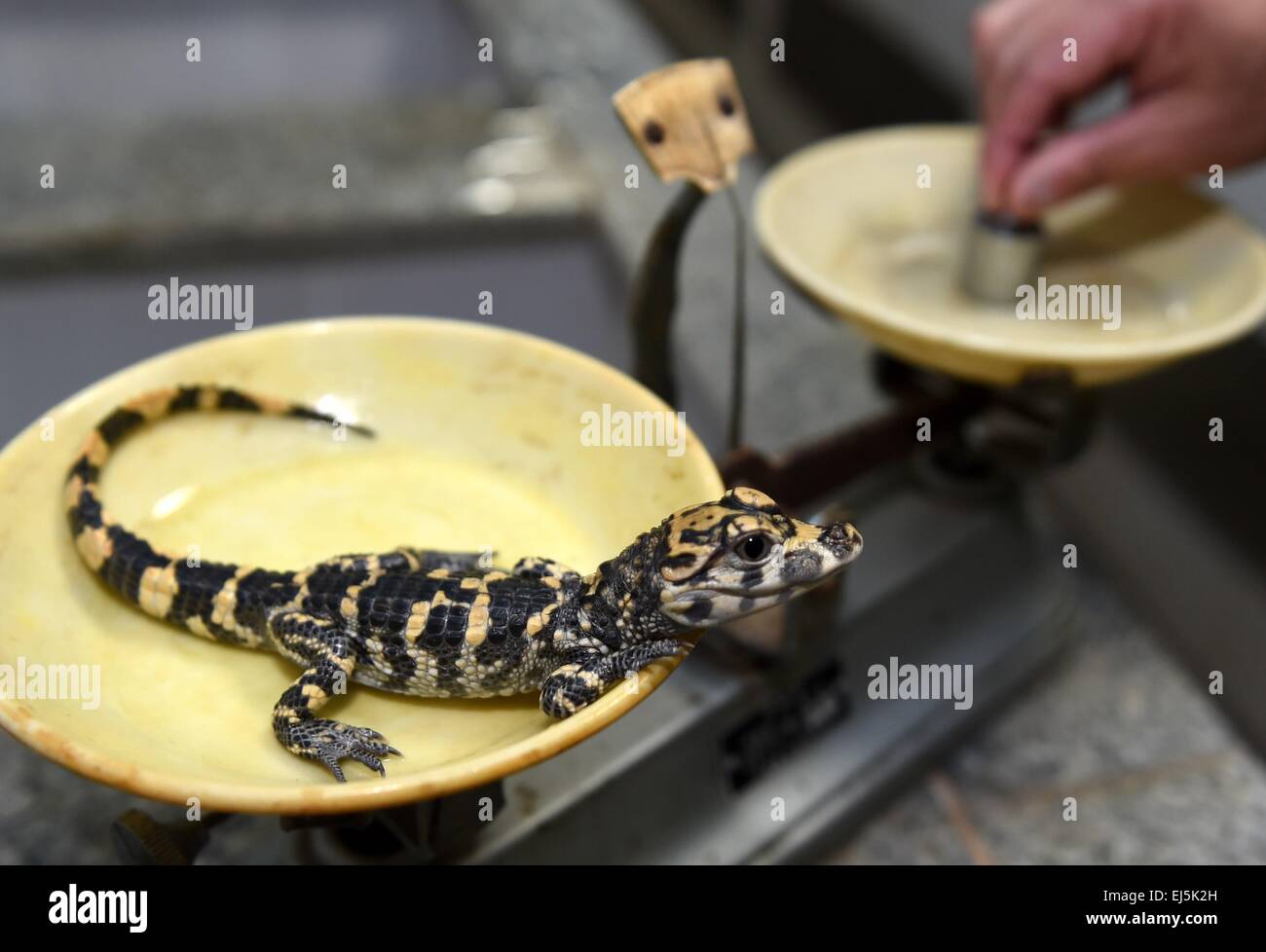 (150322) -- BEIJING, March 22, 2015 (Xinhua)-- A feeder weighs a little Chinese alligator at a national reserve in Xuancheng, east China's Anhui Province, March 19, 2015. Workers of the national reserve transfered more than 9,000 Chinese alligators to outdoor ponds as the temperature got warmer. (Xinhua/Liu Junxi) Stock Photo