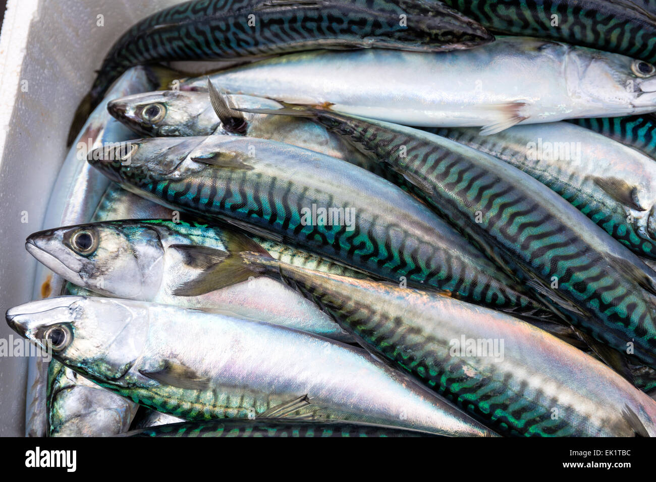 Boxed whole raw mackerel fish on the boat  at Trouville Sur Mer, Northern France, Europe Stock Photo