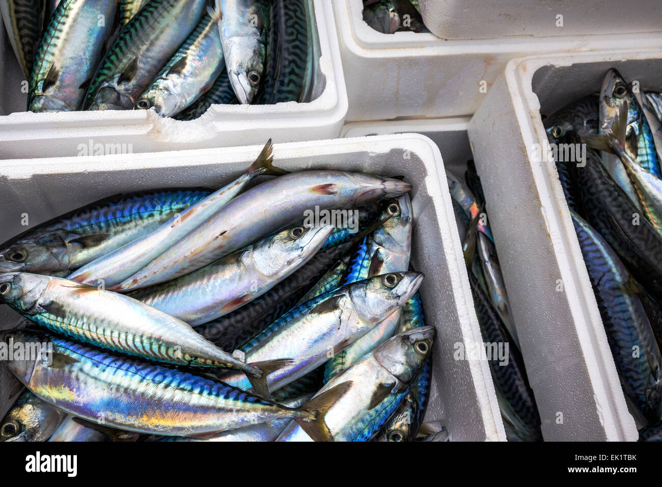 Boxed whole raw mackerel fish on the boat  at Trouville Sur Mer, Northern France, Europe Stock Photo