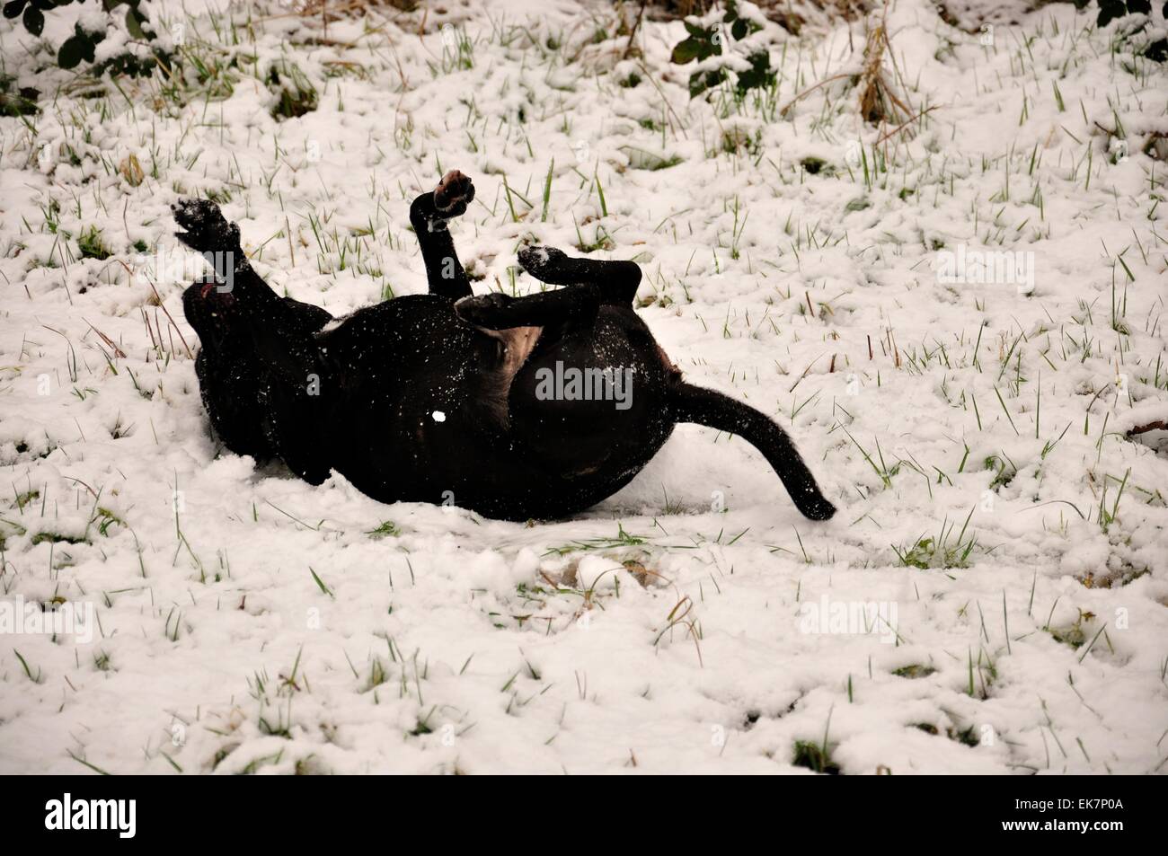 Black male Staffordshire Bull Terrier happily rolling in snow Stock Photo