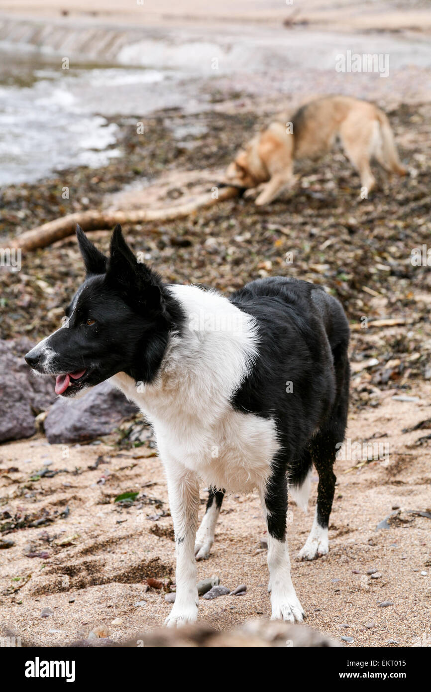 Border Collie on the beach with a playing Alsatian in the background. Stock Photo