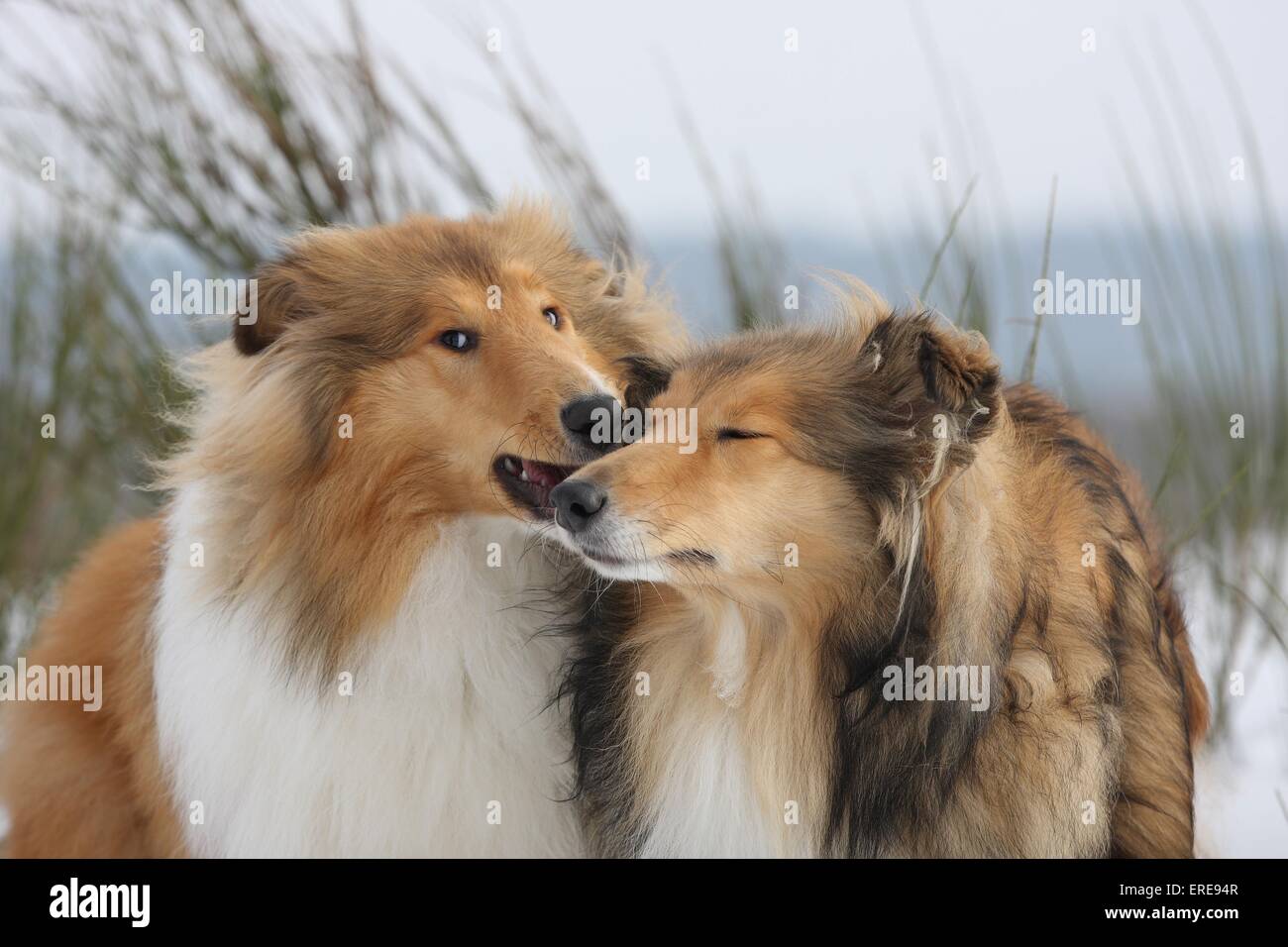 Collies Stock Photo