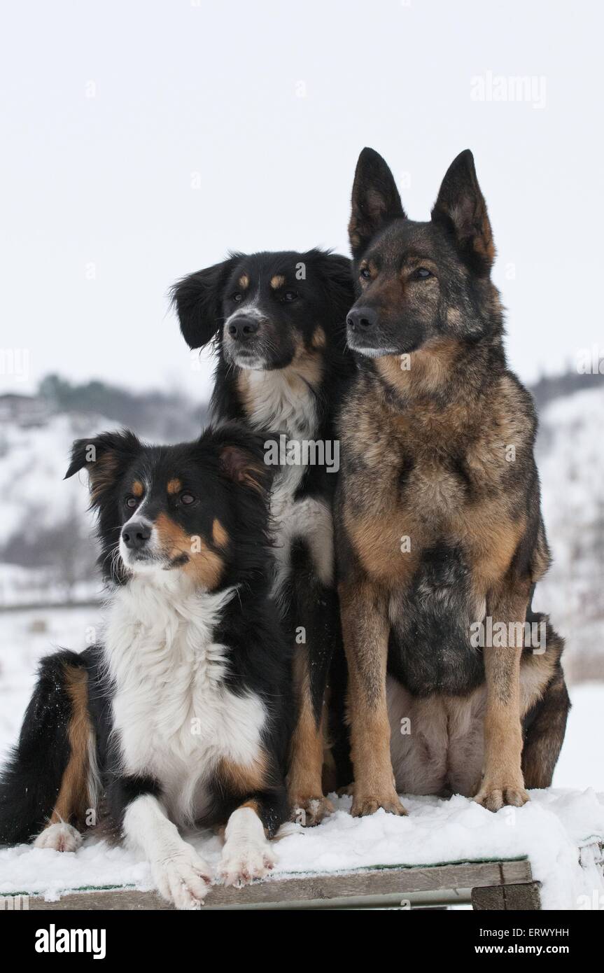 dogs Stock Photo