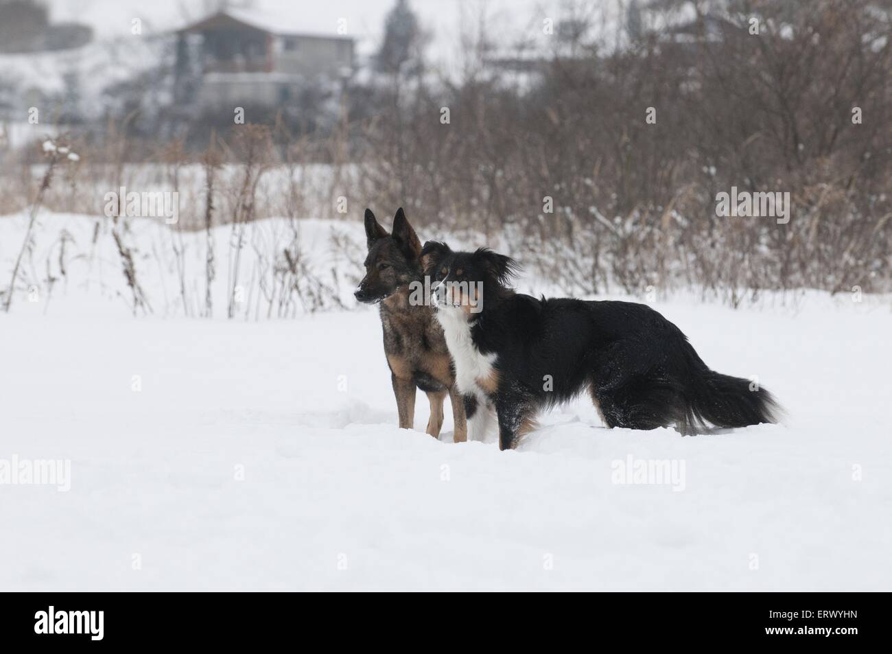 dogs Stock Photo