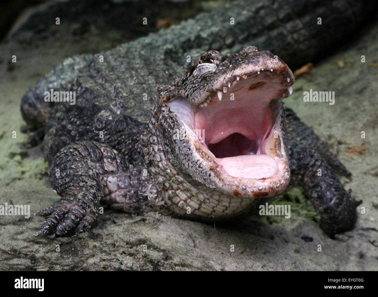 Chinese alligator (Alligator sinensis), close-up of the head, jaws wide open Stock Photo