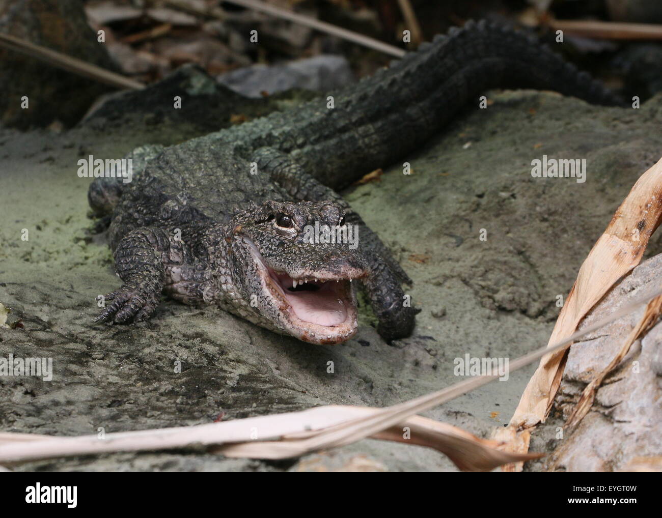 Chinese alligator (Alligator sinensis), close-up of the head, jaws wide open Stock Photo