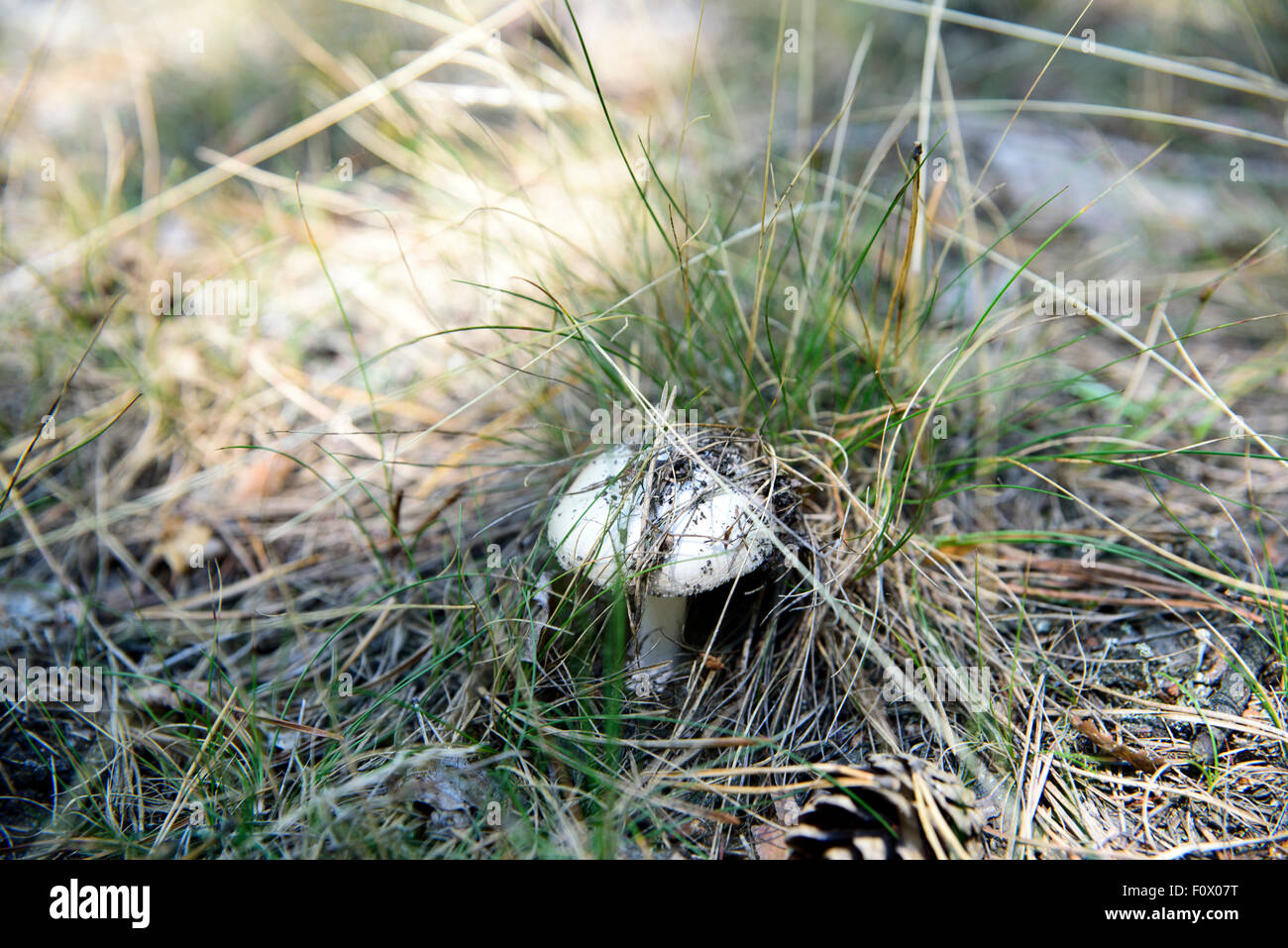 a picture of a poisonous mushroom in the wild Stock Photo