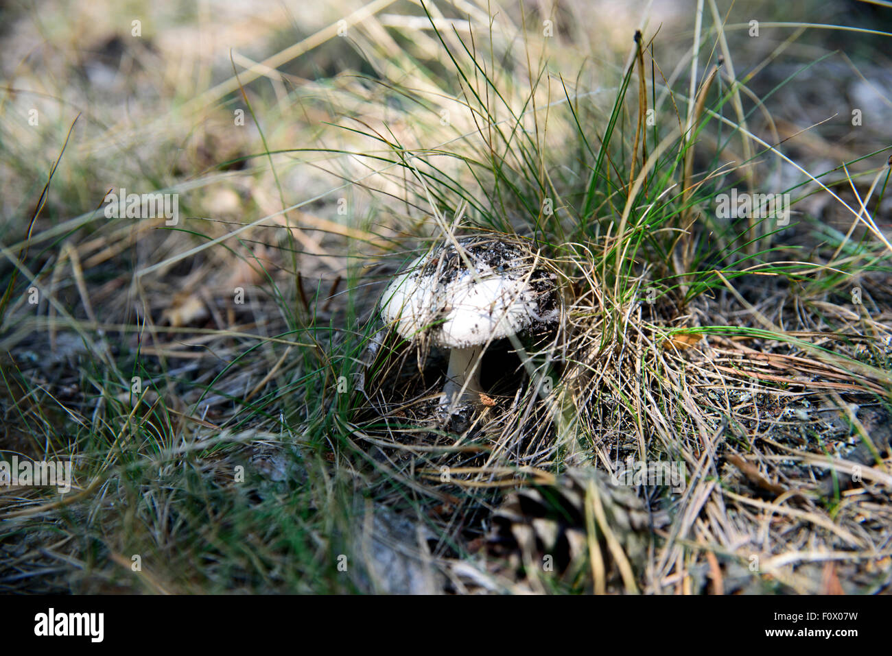 a picture of a poisonous mushroom in the wild Stock Photo