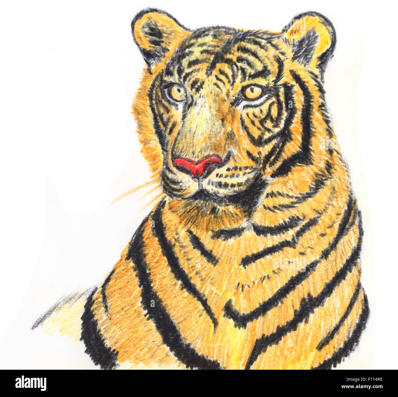 The original drawing of Tiger on white paper Stock Photo